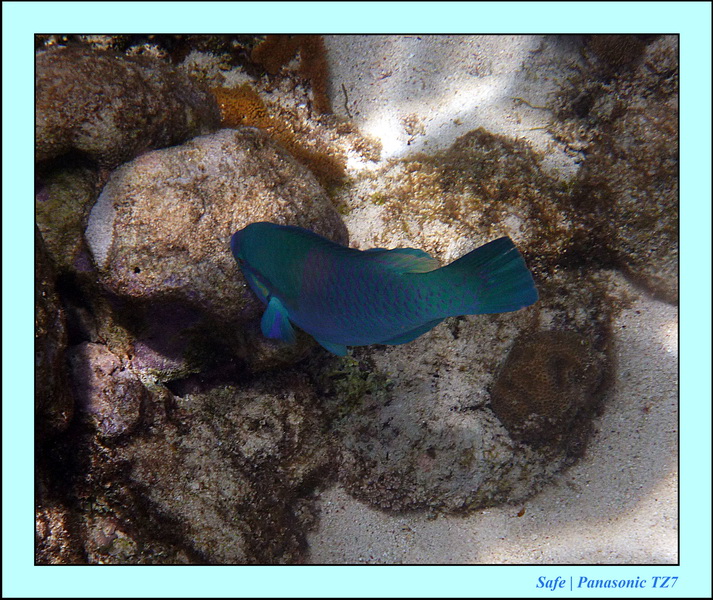 2012 - 07 - Apoh Island 67